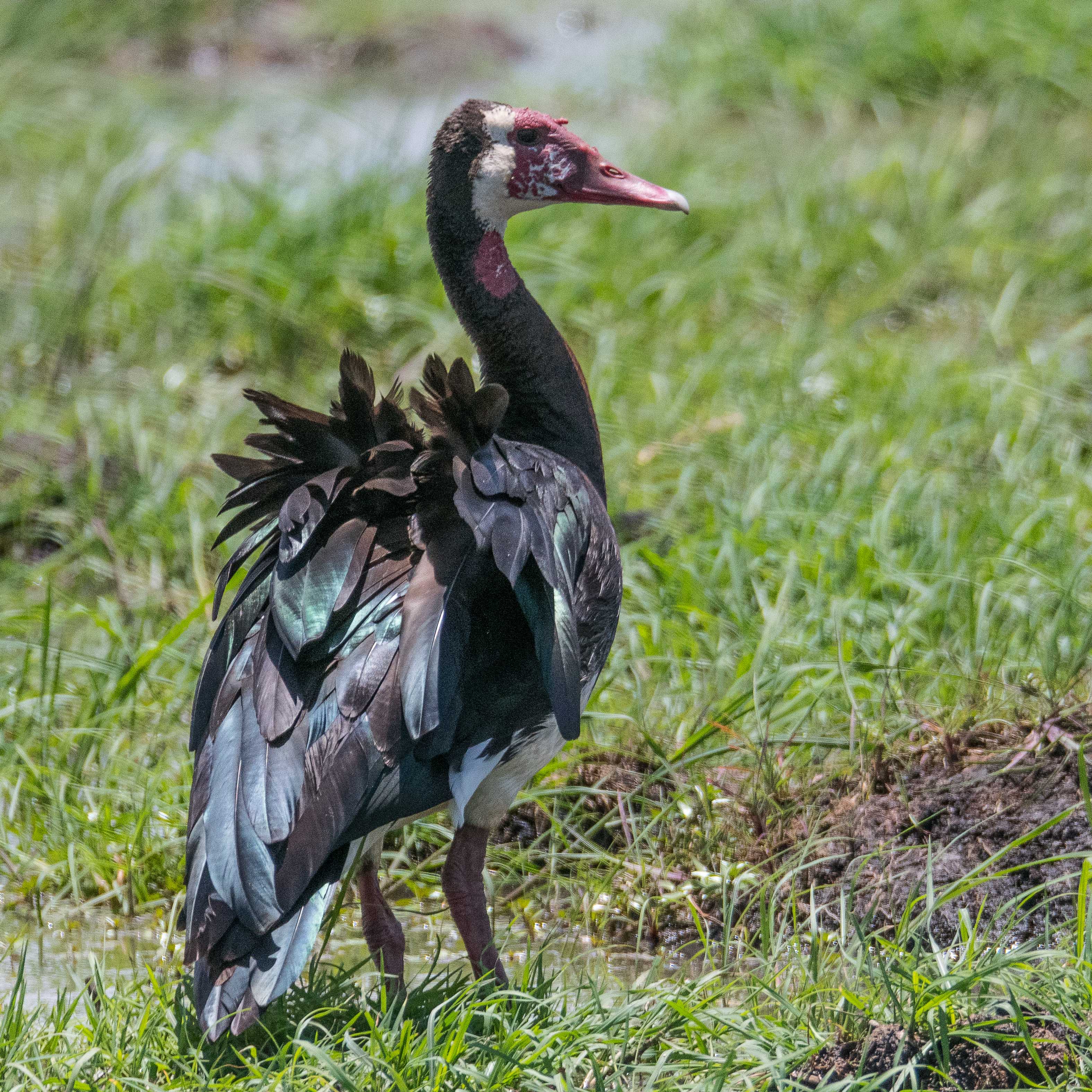 Oie-armée de Gambie (Spur-winged goose, Plectropterus gambensis), femelle adulte, Chobe National Park, Botswana.